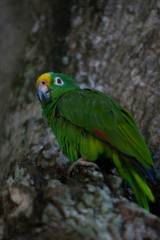 green and yellow parrot on a branch