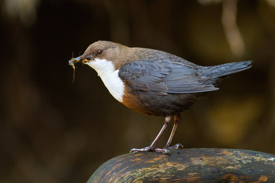 White-throated dipper, cinclus cinclus, standing on stone in wet nature. Small bird with dark fur holding insect in beak on rock. Little animal catching feed on riverbank.