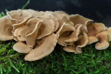 beige heterotroph fungi on tree stump macro