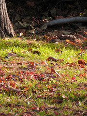 Beautiful forest ground