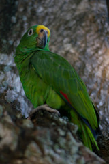green and yellow parrot on a branch
