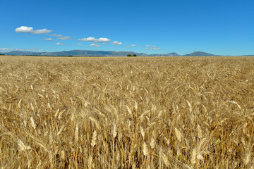 wheat field on the plateau of Valensole in France