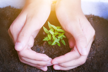 Both hands are protecting the sapling of the plant