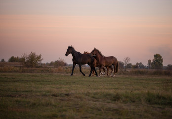 Group of horses are running across the field. Horse in the pasture. Foal among horses. Evening, summer. Purple sunset sky.
