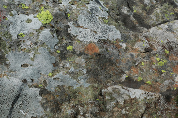 Roccia con muschi e licheni, dettagli in primo piano, sfondo naturale