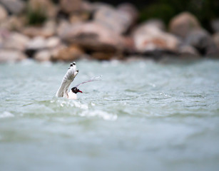 Franklin Gulls
