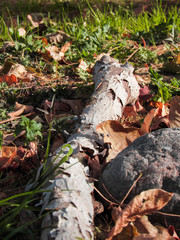 Forest floor / forest texture