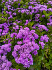 Beautiful violet flowers