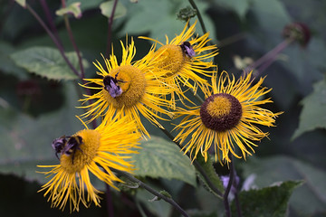 bees on flowers collect the last summer nectar