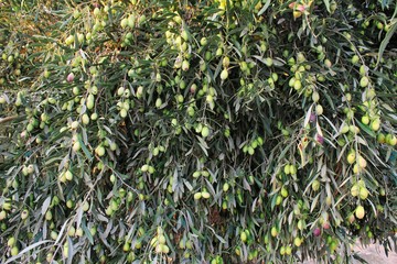 Olives of Manaki variety on olive tree branch in Attica, Greece.