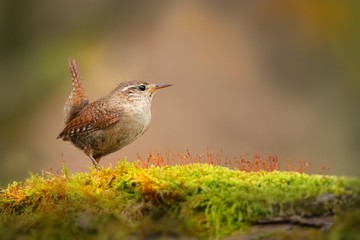 Little eurasian wren, troglodytes troglodyte, sitting on moss in autumn nature. Small brown bird...
