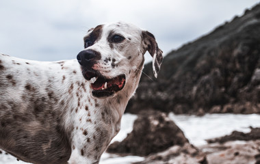 Friendly English Pointer on a peaceful rocky beach with the sea behind him on a cloudy day