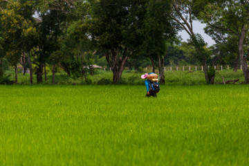 
Farmers are using chemical spray tools in rice fields