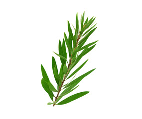 Melaleuca (Tea Tree) Isolated on White Background.