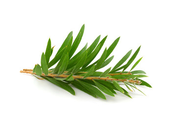 Melaleuca (Tea Tree) Isolated on White Background. Top View.