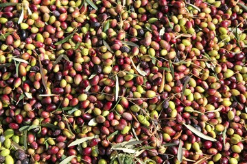 Harvested olives unloaded from truck to press hopper in olive oil mill in Attica, Greece.