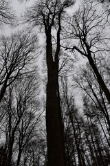 Bare trees silhouettes in winter
