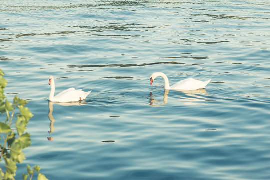 En la imagen se observa una pareja de cisnes en el rio