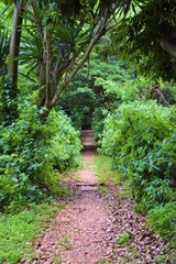 Path through green botanical garden
