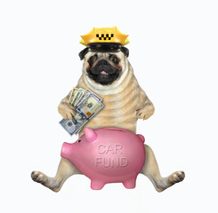 A pug dog taxi driver in a yellow cap puts money in a piggy bank for a new car. White background....