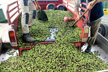 Harvested olives unloaded from truck to press hopper in olive oil mill in Attica, Greece.