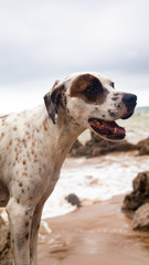 Friendly English Pointer on a peaceful rocky beach with the sea behind him on a cloudy day