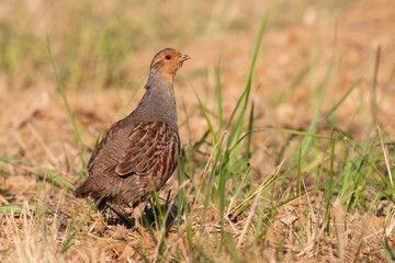 Little grey partridge, perdix perdix, standing on field in summer. Small brown bird looking on dry ground from side. Wild feathered animal observing on earth.
