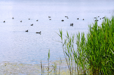 Lovely Nature scene in the lake of freshwater on a summer day in Nature reserve area