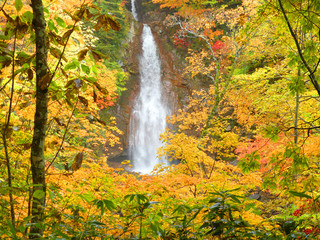 Fototapeta na wymiar Nanataki waterfall with yellow and red leaves in autumn, Kosaka, Akita, Japan