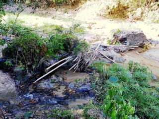 bird in the woods