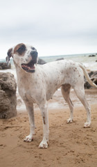 Friendly English Pointer on a peaceful rocky beach with the sea behind him on a cloudy day