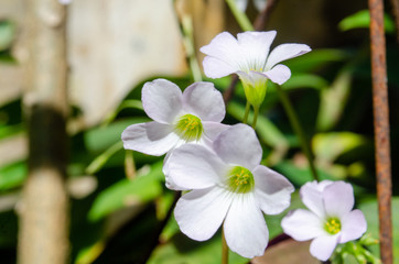 Flor branca no jardim