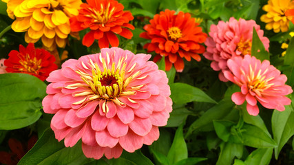 Bright colored flowers in a flower bed. Plants in the city park.