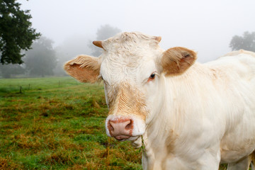 vache dans une pâture par temps de brouillard