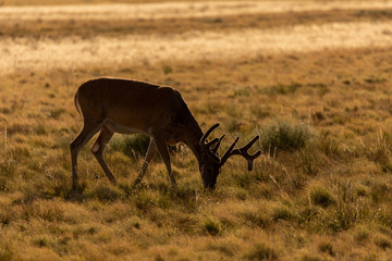 Whitetail Deer Buck in Velvet in Summer in Colorado