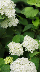 white flowers in a garden. Beautiful home garden in full bloom, post on social network. Stories frame. social media stories wallpapers with spring leaves and flowers
