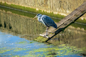 Young Blue Heron bird waiting for fish at Willen Lake North, flood control structure 1