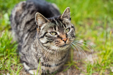Portrait of a gray tabby cat with long whiskers.