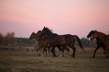 Group of horses are running across the field. Horse in the pasture. Foal among horses. Evening, summer. Purple sunset sky.