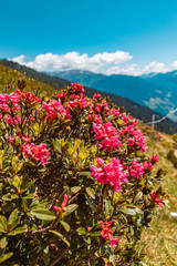 Fototapeta na wymiar Beautiful alpine flowers with snow-covered mountains in the background at the famous Zillertaler Hoehenstrasse, Tyrol, Austria