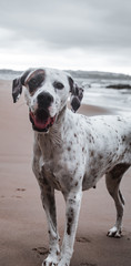 Friendly English Pointer on a peaceful rocky beach with the sea behind him on a cloudy day
