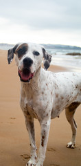 Friendly English Pointer on a peaceful rocky beach with the sea behind him on a cloudy day