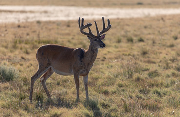 Whitetail Deer Buck in Velvet in Summer in Colorado