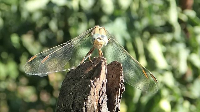 Dragonfly on a stck