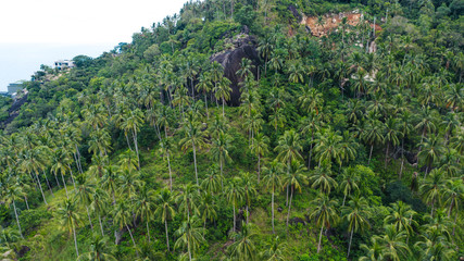 Fototapeta na wymiar Aerial view of beautiful nature environment, lush green palm trees growing on a slope of asian island. Tropical vegetation