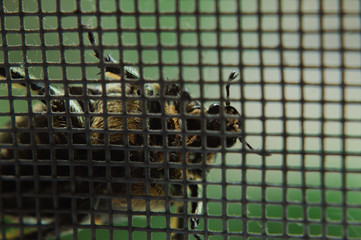 Fototapeta premium Close up of a cockchafer looking at the camera through mosquito net