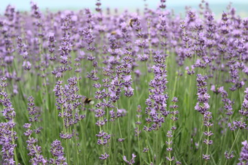 Naklejka premium Lavender field from Moldova.