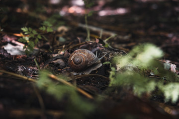 Little wild animals in the forest