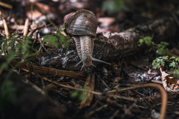 Little wild animals in the forest