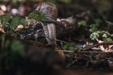 Little wild animals in the forest